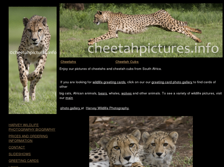 www.cheetahpictures.info