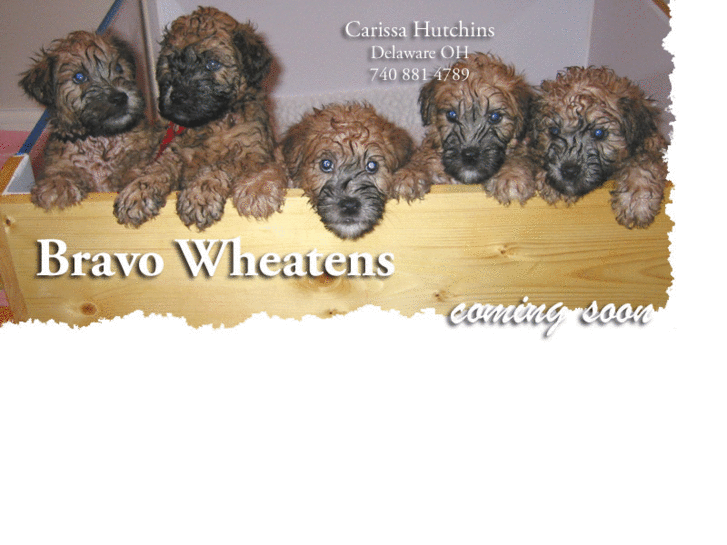 www.bravowheatens.com