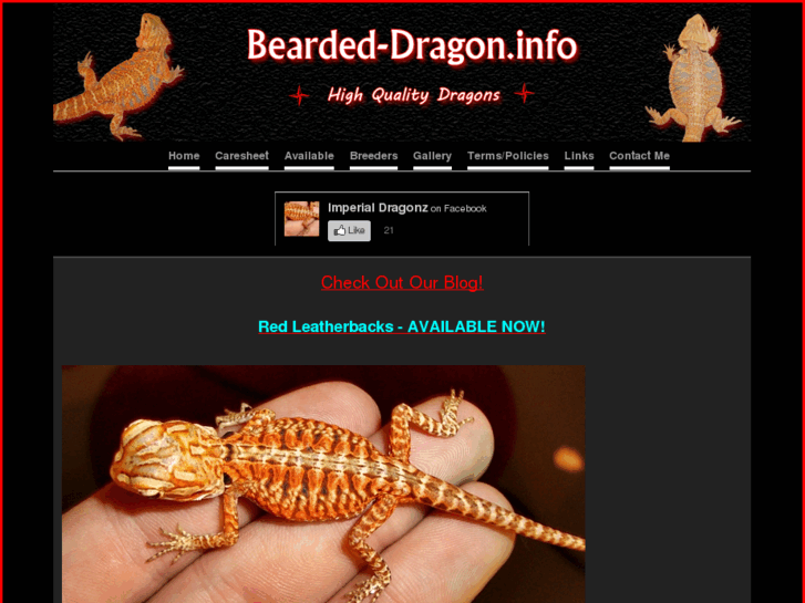 www.bearded-dragon.info