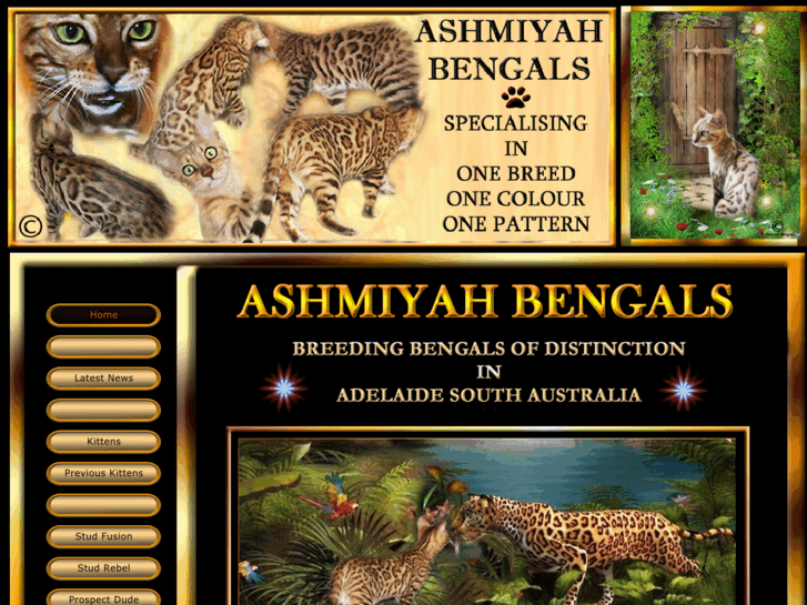 www.ashmiyahbengals.com