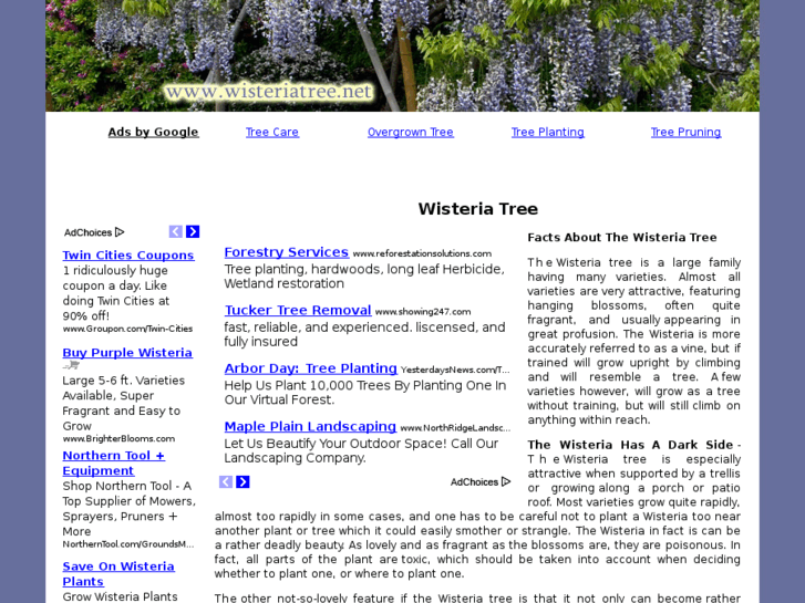 www.wisteriatree.net