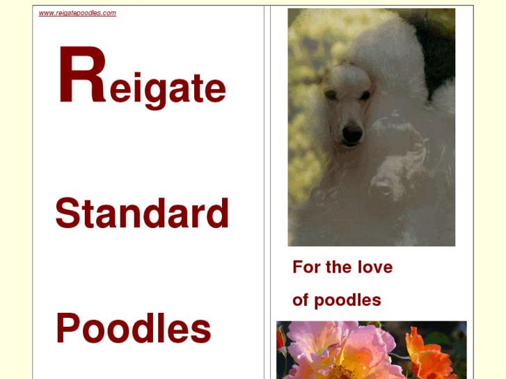 www.reigatepoodles.com