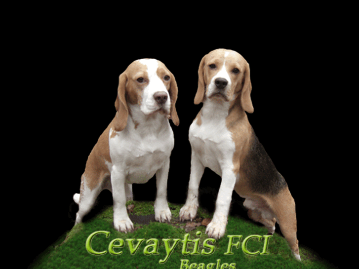 www.cevaytis.com