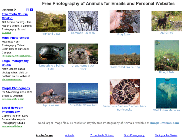 www.photographyofanimals.com