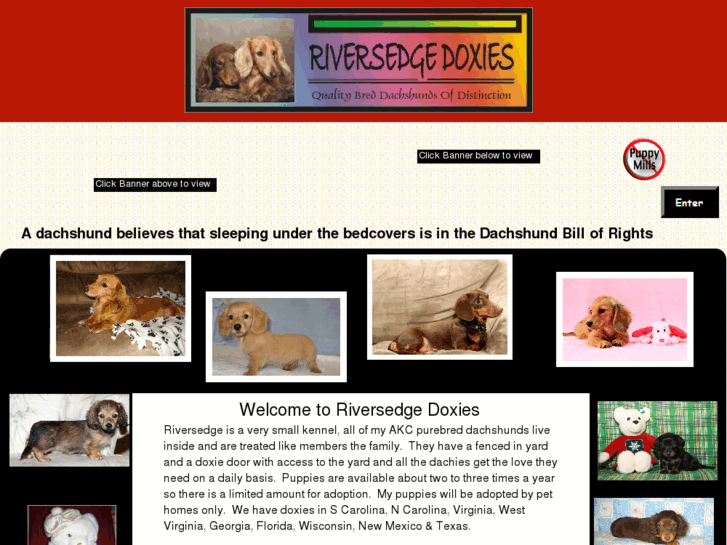 www.doxiebreeder.com