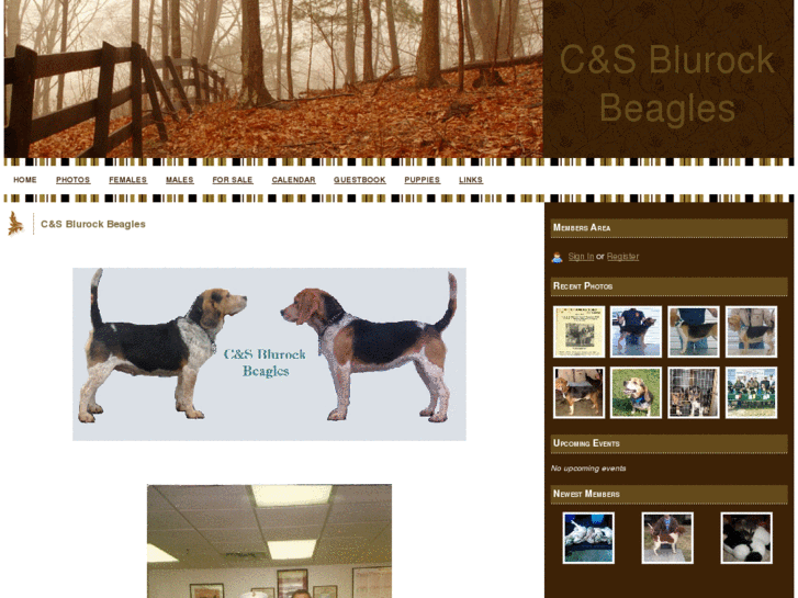 www.blurockbeagles.com