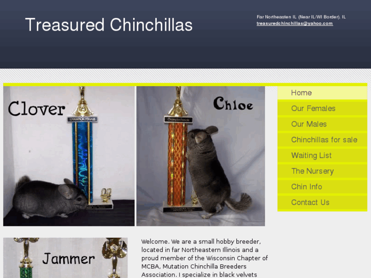 www.treasuredchinchillas.com