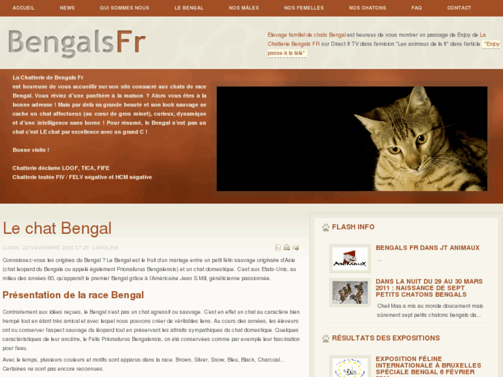 www.bengals.fr