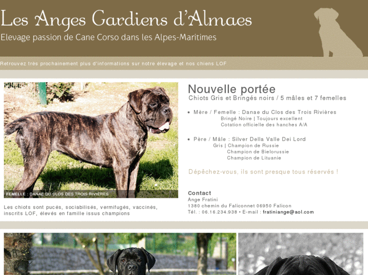 www.elevage-cane-corso.com