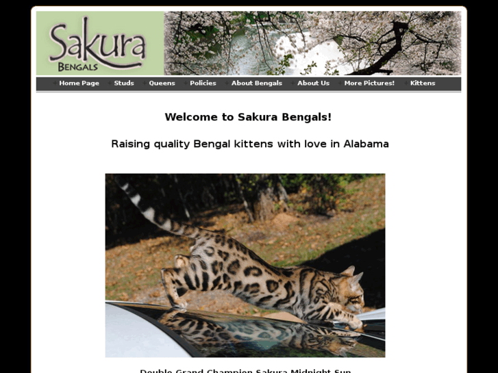 www.sakurabengals.com