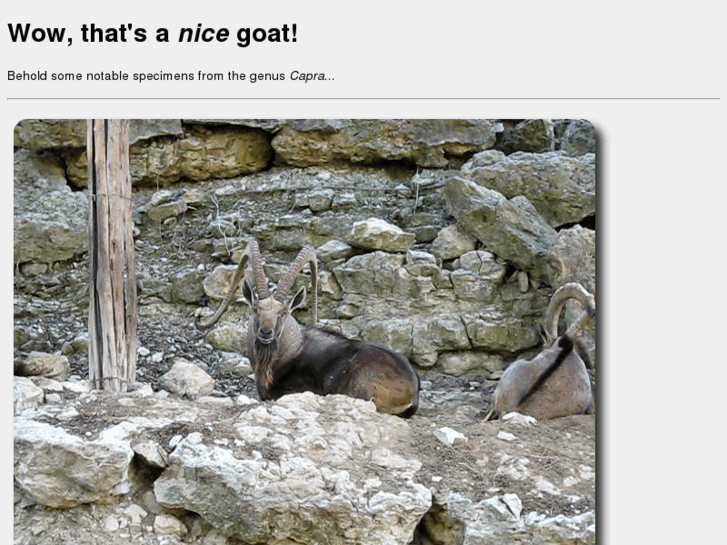 www.nicegoat.com