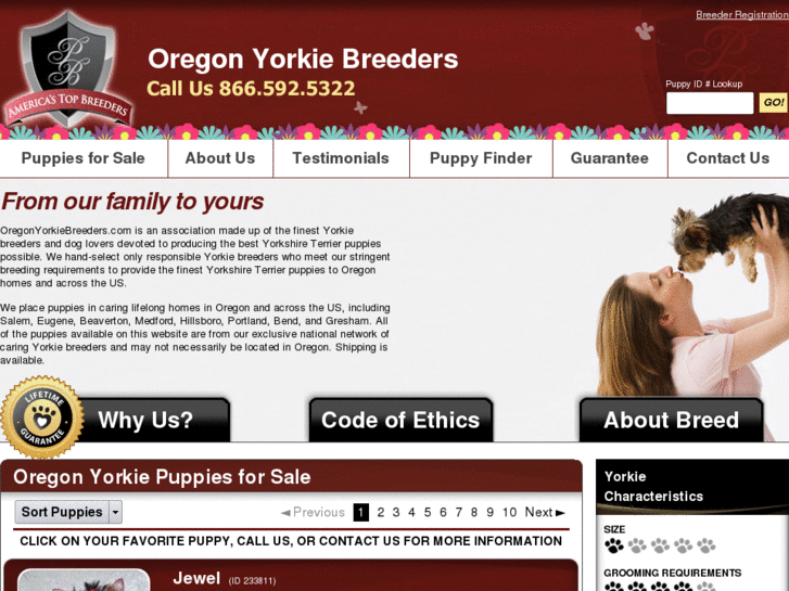 www.oregonyorkiebreeders.com