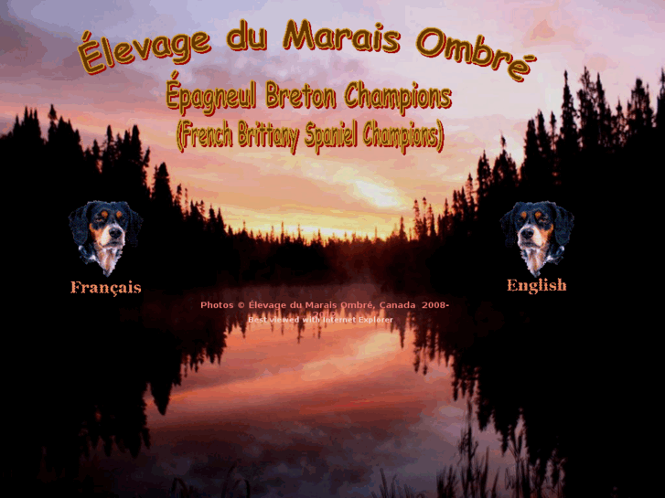 www.epagneul-breton-du-marais-ombre.com