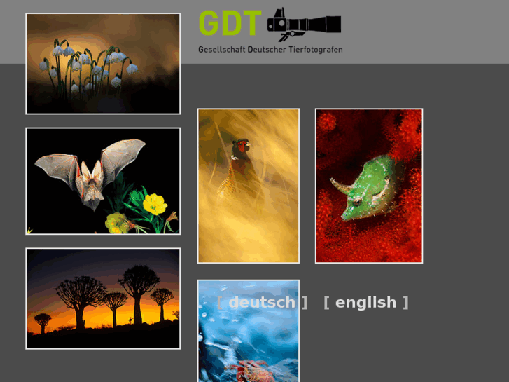 www.gdtfoto.com