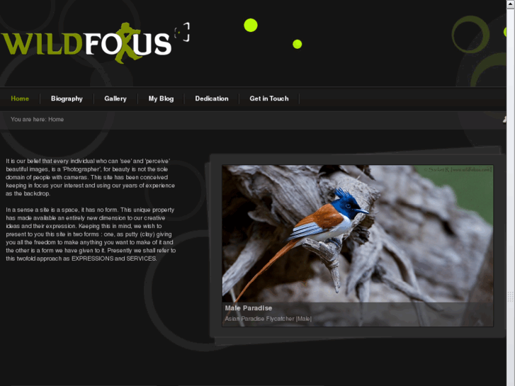 www.wildfokus.com