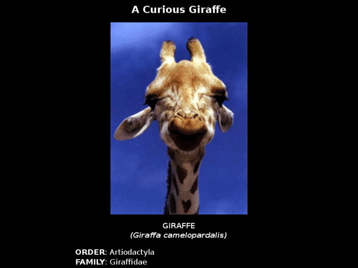 www.giraffes.org