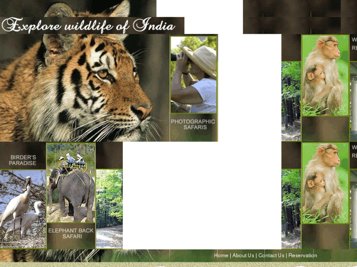 www.wildlife-india.net