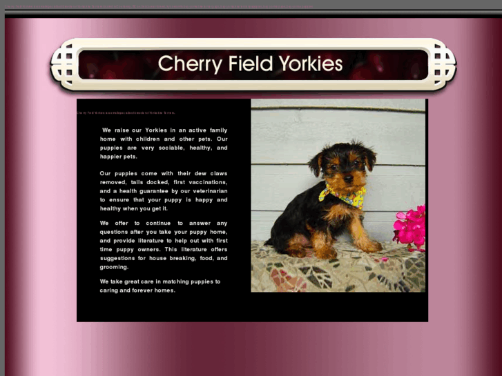 www.cherryfieldyorkies.com