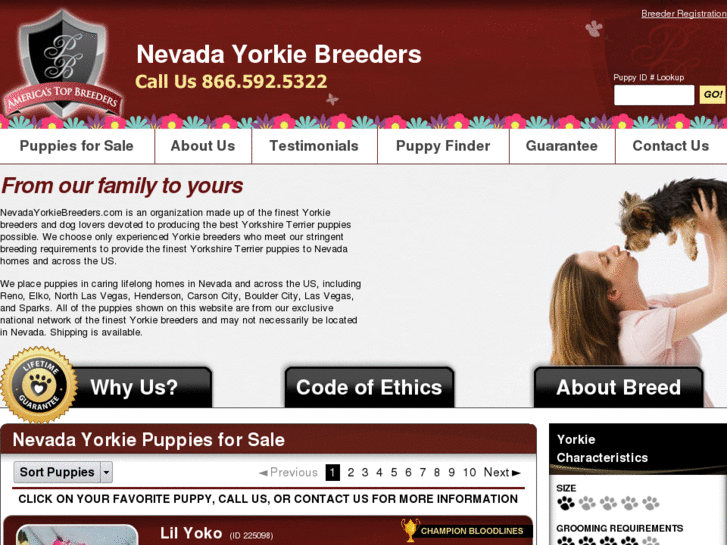 www.nevadayorkiebreeders.com