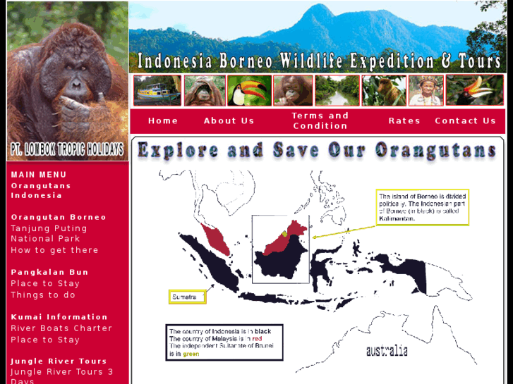 www.orangutanindonesia.com