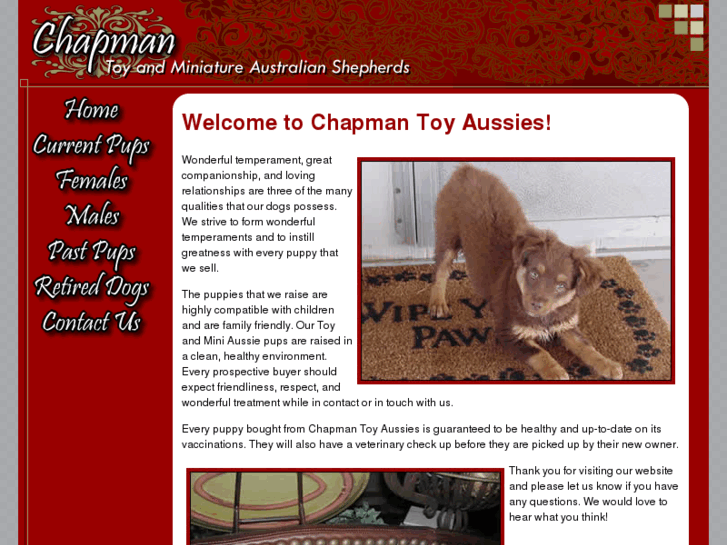 www.chapmantoyaussies.com