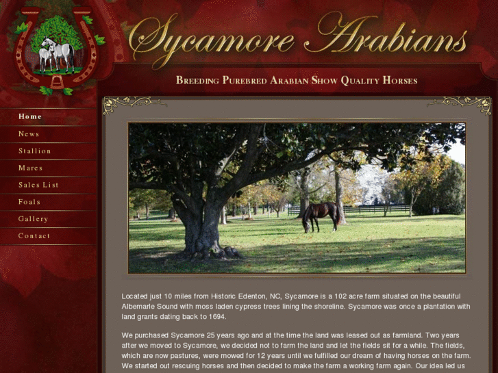 www.sycamorearabians.com