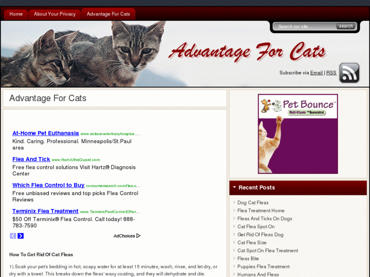 www.advantageforcats.org