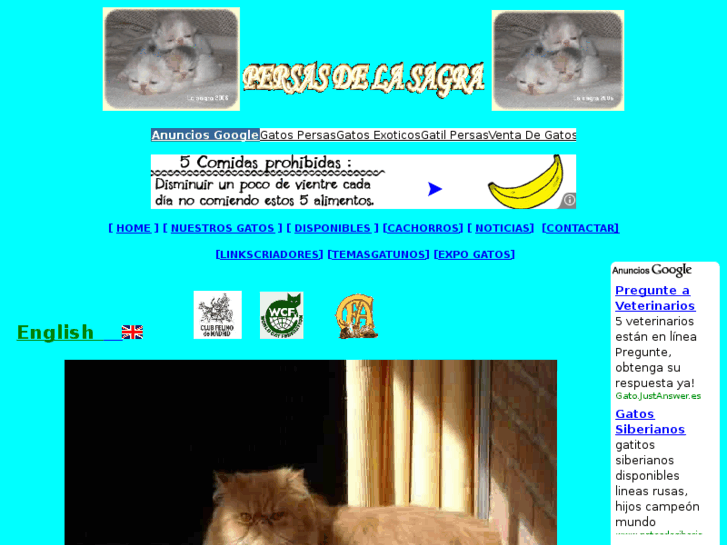 www.gatospersas-persiancats.com