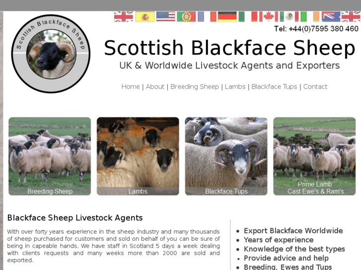 www.scottishblackfacesheep.com