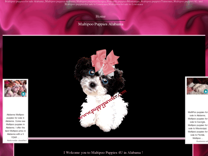 www.maltipoopuppies4u.net