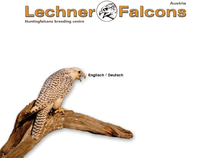 www.lechner-falcons.com