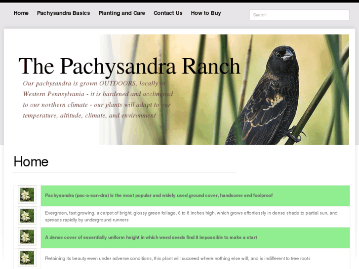 www.pachysandraranch.com