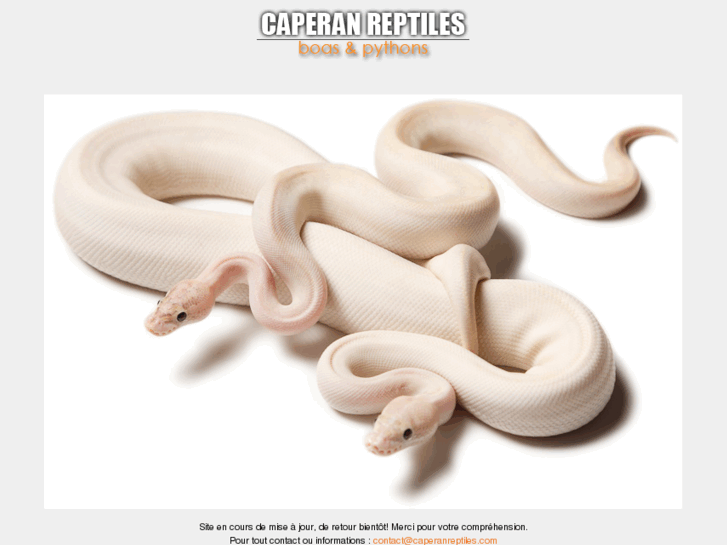 www.caperanreptiles.com