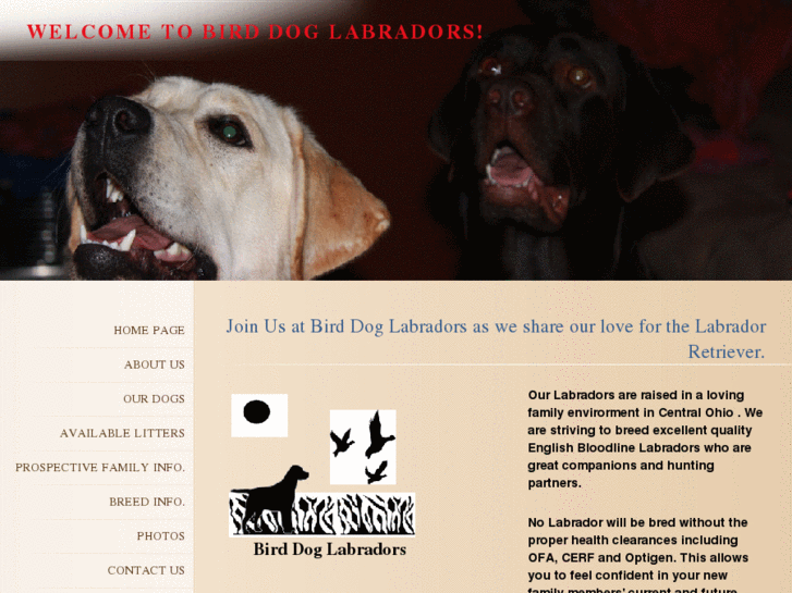 www.birddoglabradors.com