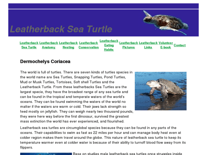 www.theleatherbackturtle.com