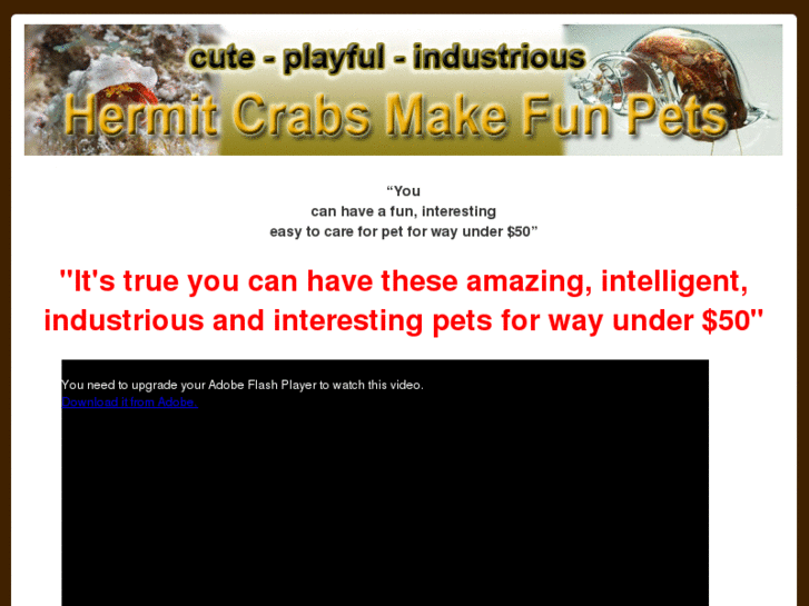 www.hermit-crabs-fun-pet.com