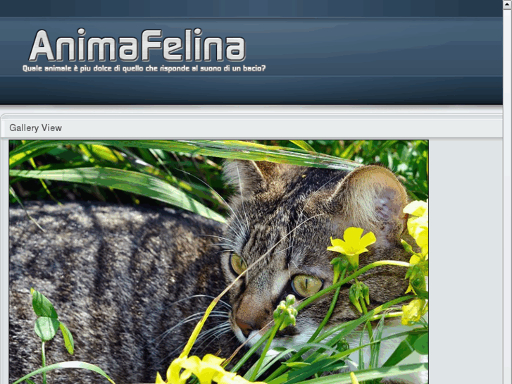 www.animafelina.net