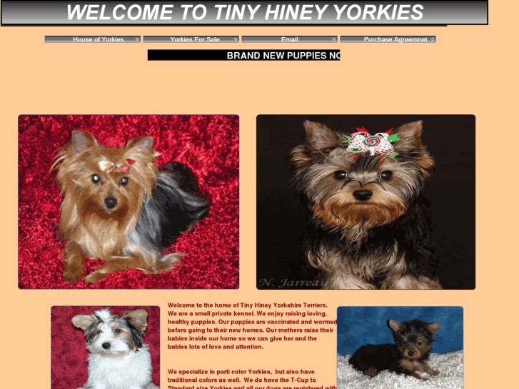 www.tinyhineyyorkies.com