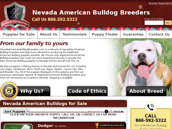 www.nevadaamericanbulldogbreeders.com