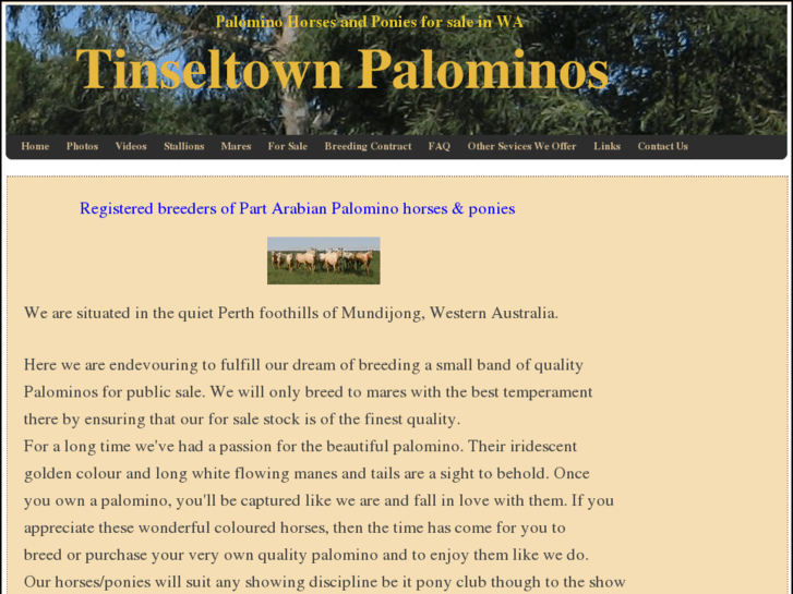 www.tinseltownpalominos.com