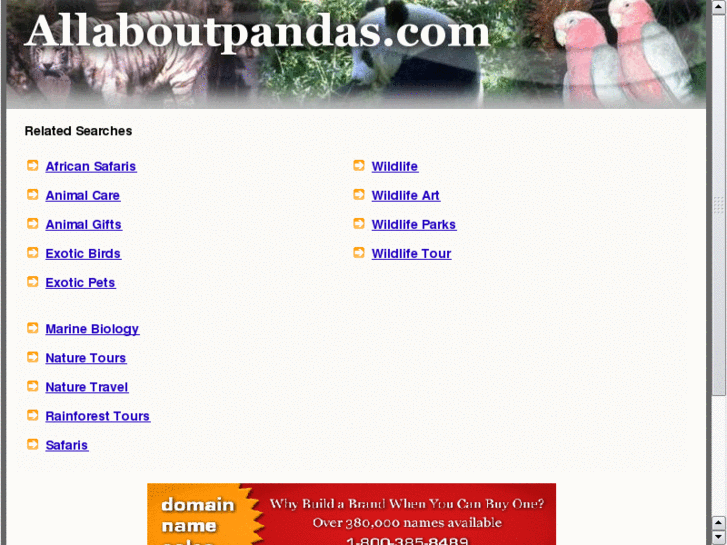 www.allaboutpandas.com