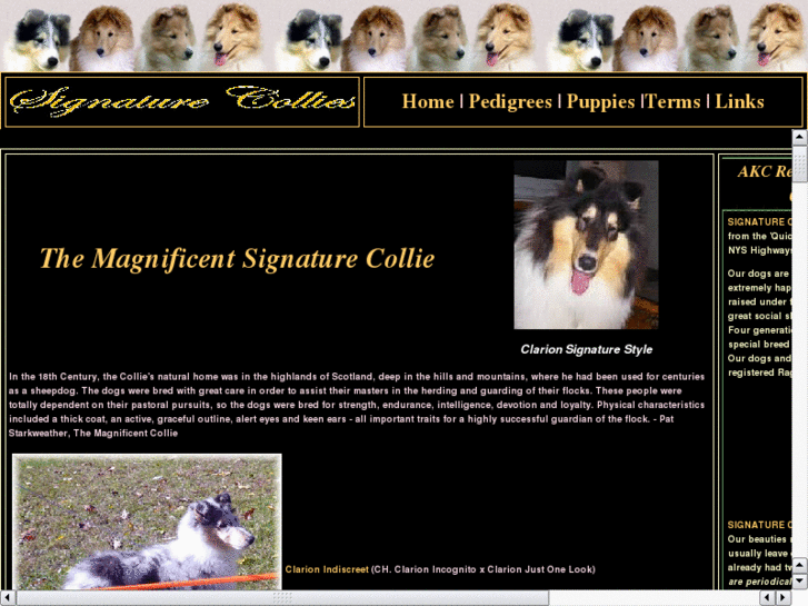 www.signaturecollies.com