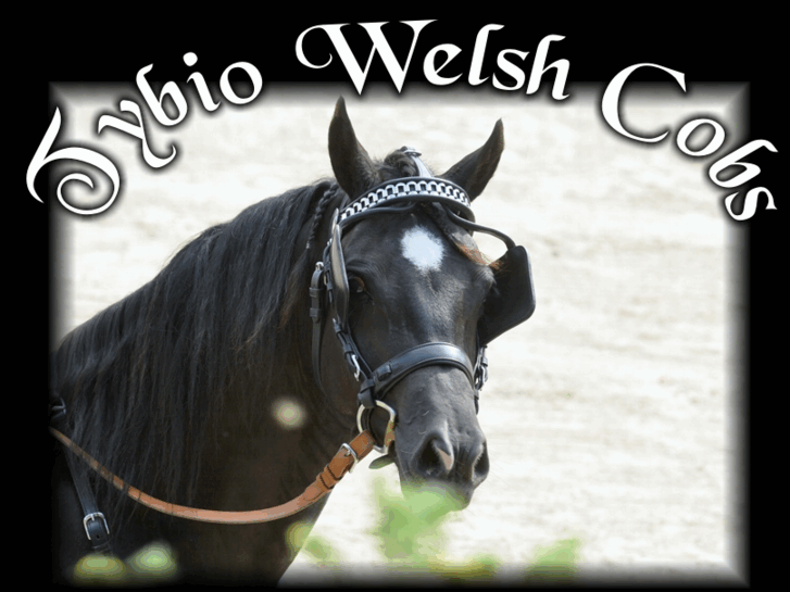 www.tybio-welshcobs.com