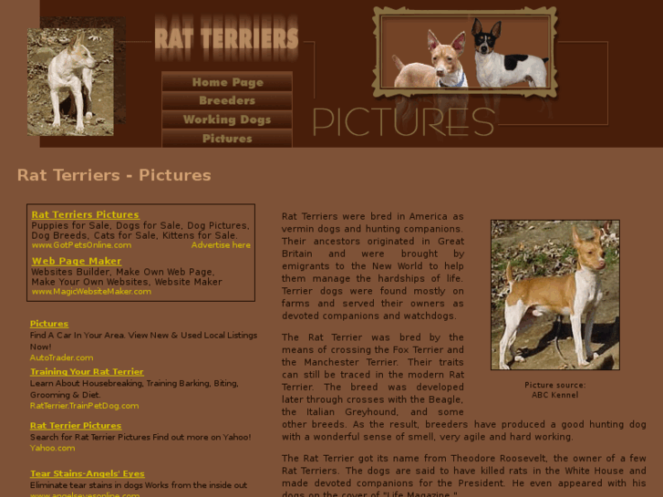 www.rat-terriers-pictures.com