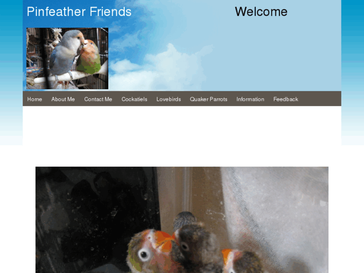 www.pinfeatherfriends.com