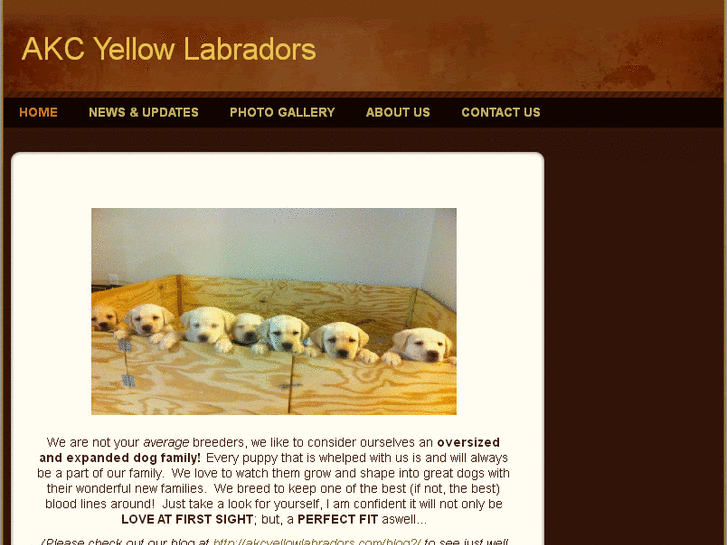 www.akcyellowlabradors.com