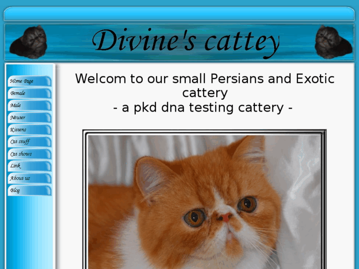 www.divines-cattery.com