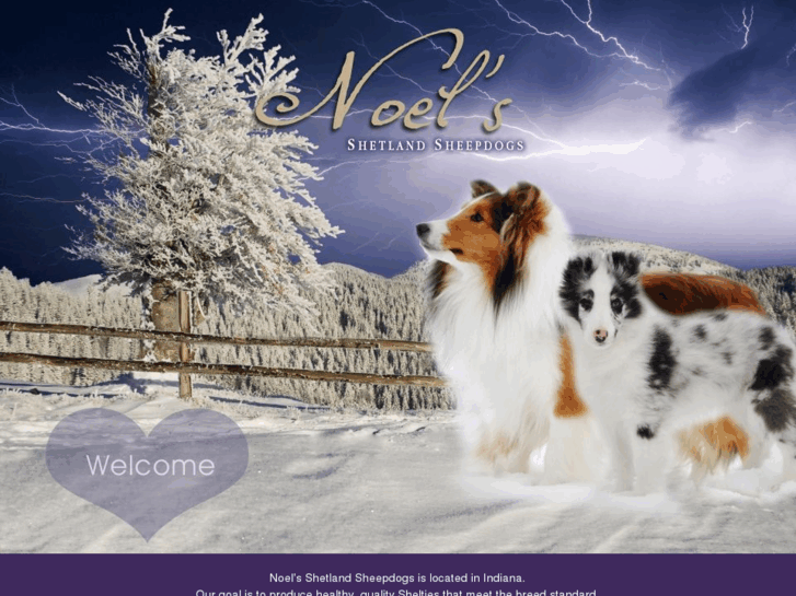 www.noelsshelties.com