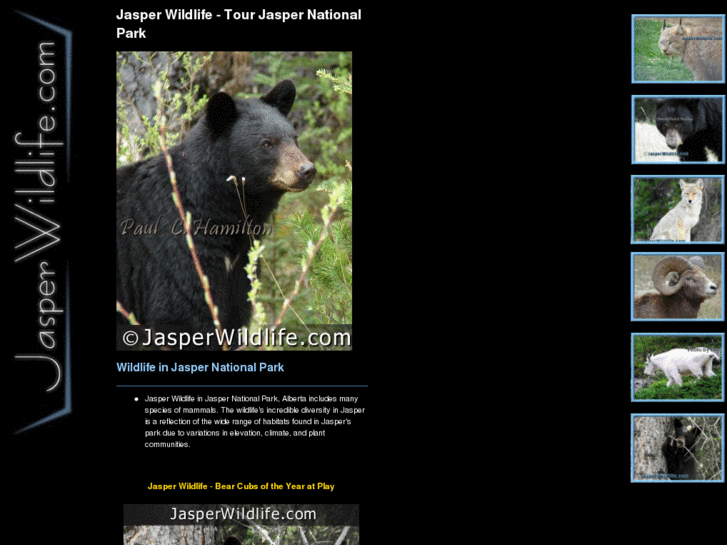 www.jasperwildlife.com