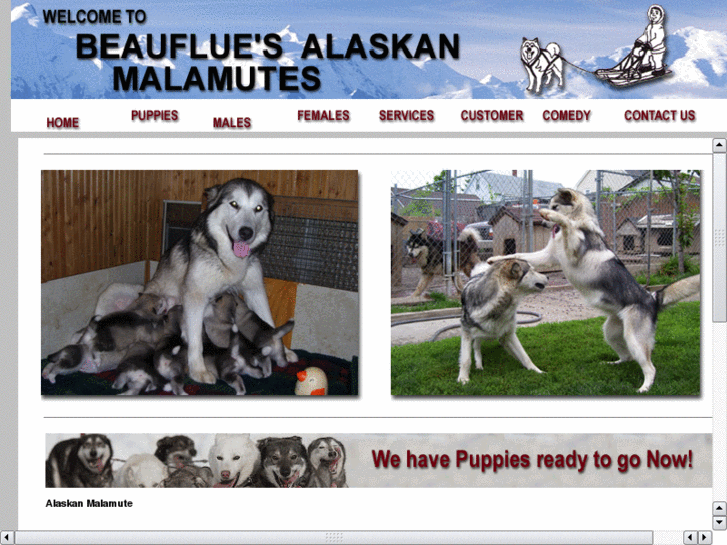 www.beaufluesalaskanmalamutes.com